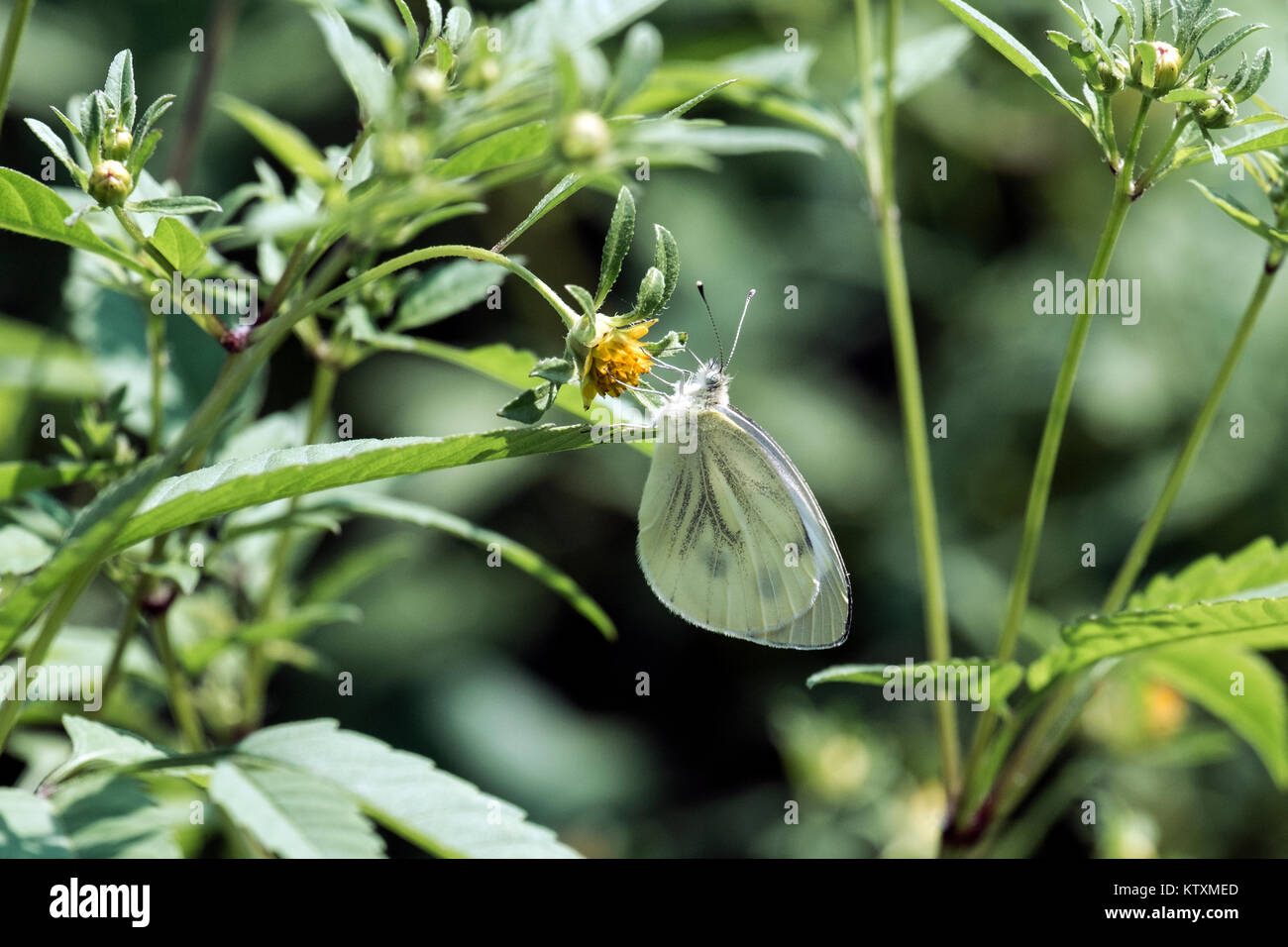 Cavolo butterfly si siede su un fiore giallo (Sarcococca brassicae) Foto Stock