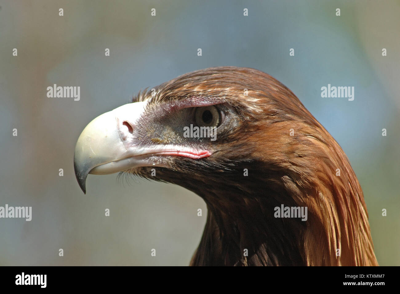 Ritratto di immaturi cuneo Australiano-tailed eagle, Aquila audax Foto Stock