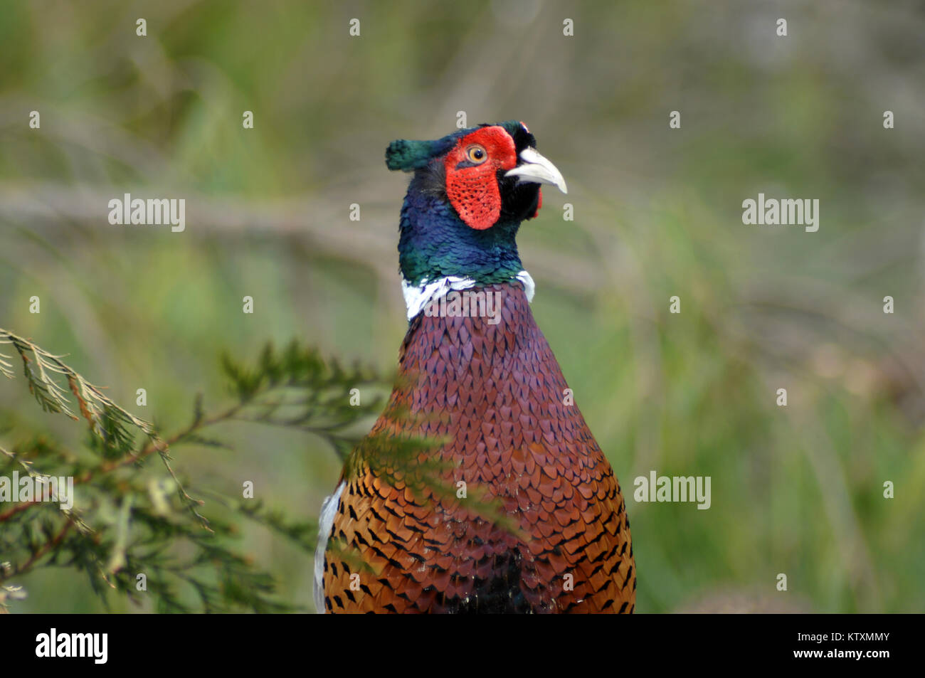 Ritratto di gamebird, l'anello maschio colli, fagiano Phasianus colchicus Foto Stock