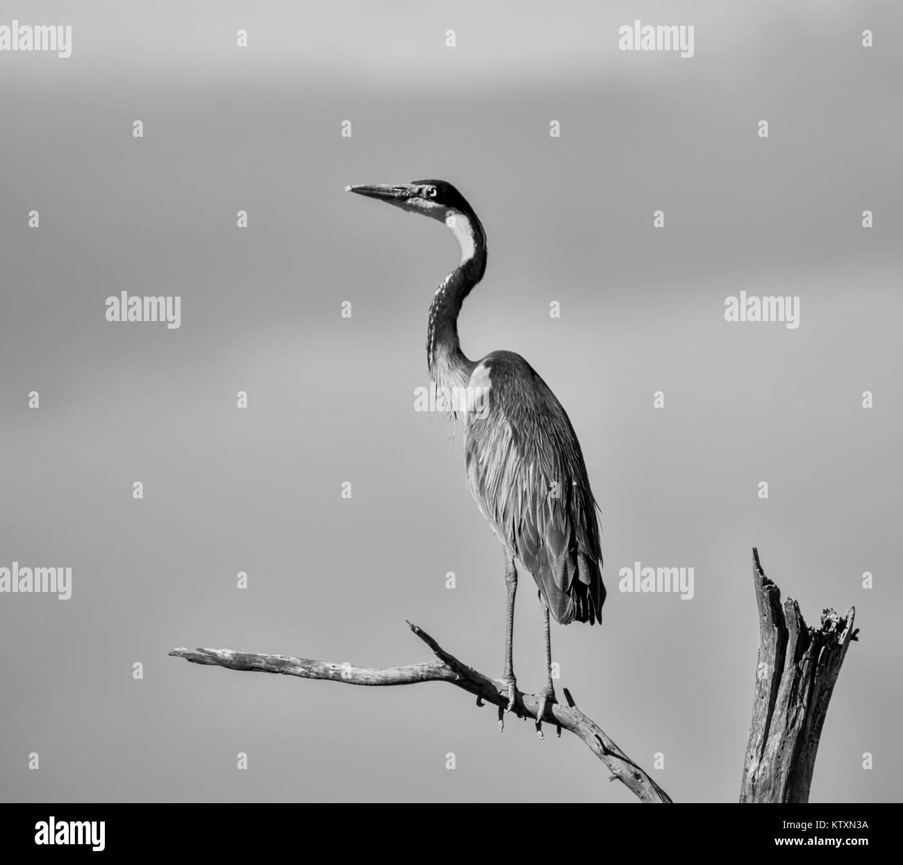 Una a testa nera Heron in piedi su un albero morto Foto Stock