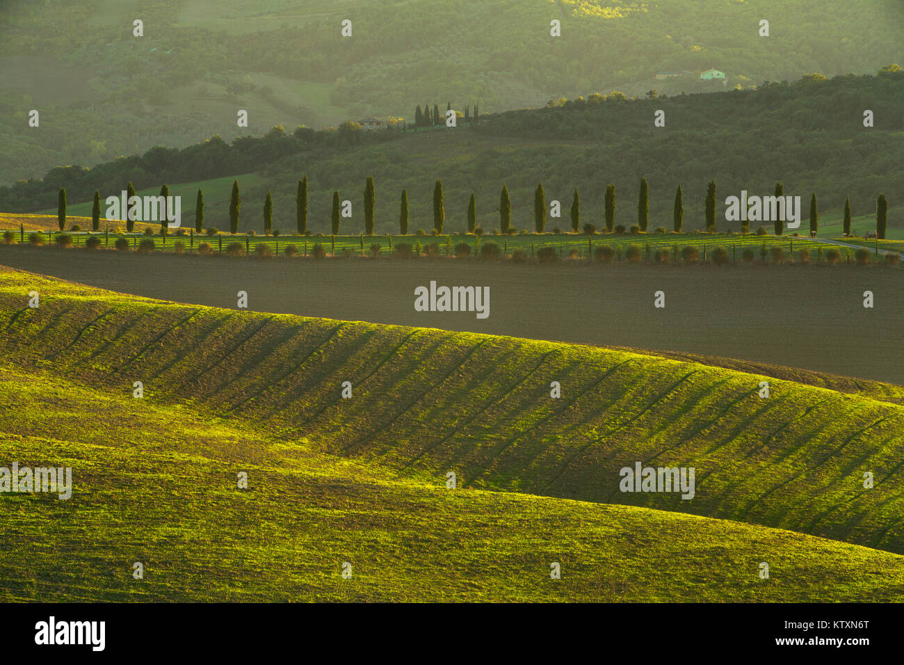 Una linea di cipressi sulle dolci colline della Toscana, Italia. Foto Stock