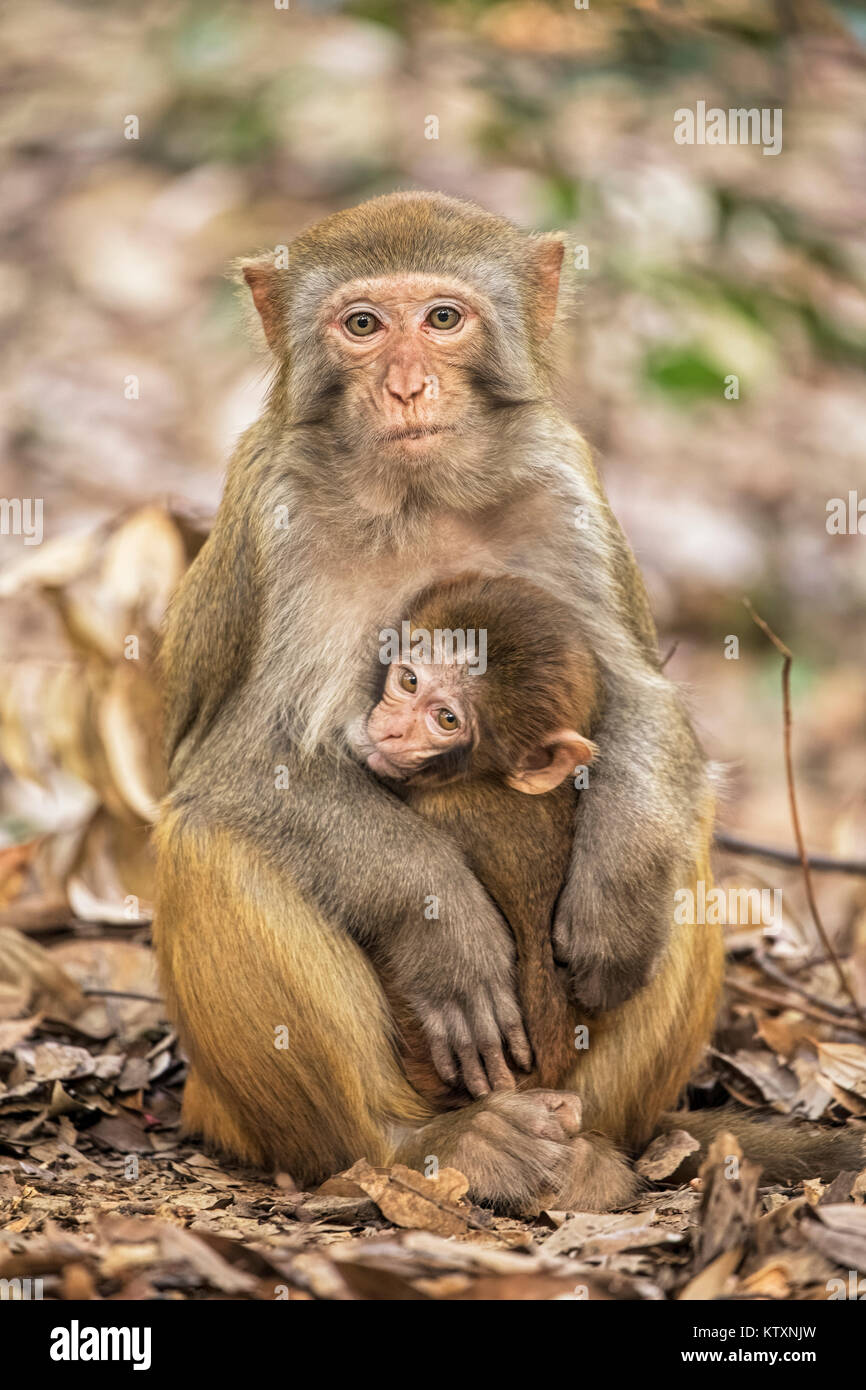 Il macaco rhesus macaca mulatta, è una delle più note specie di scimmie del Vecchio Mondo. Macachi Rhesus abitano in una grande varietà di habitat da gr Foto Stock