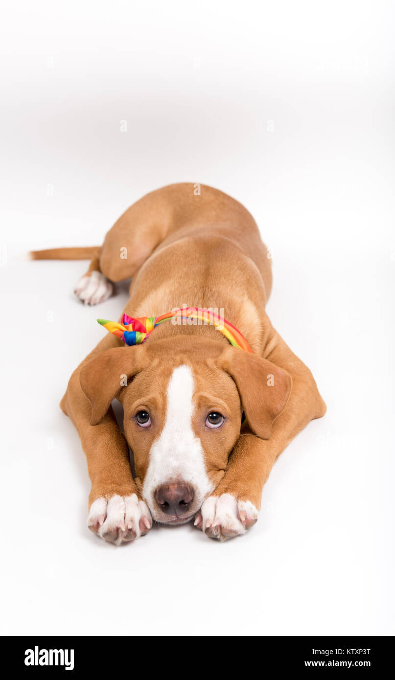 Colore fulvo giovane cane indossando Bandana arcobaleno Foto Stock