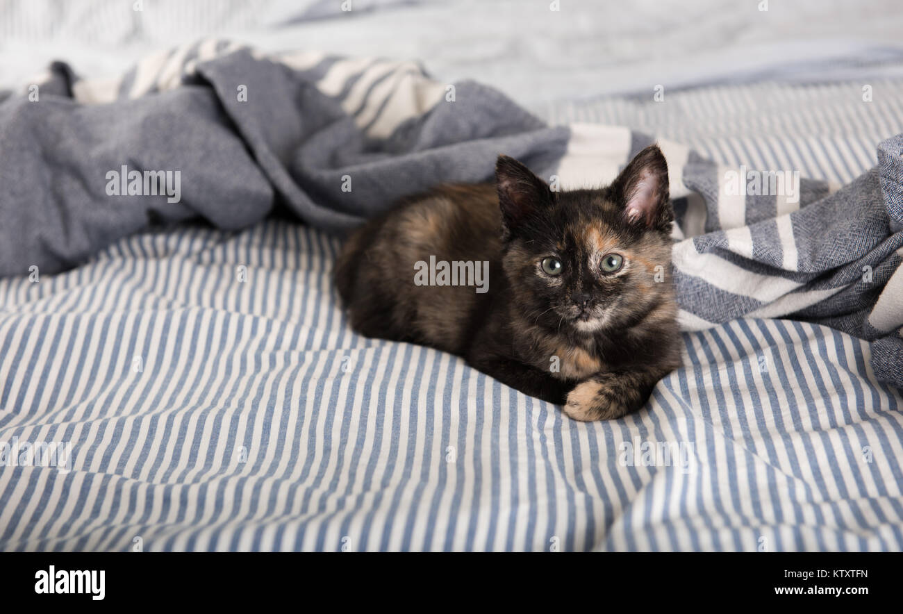 Tiny Adorable del guscio di tartaruga gattino rilassante sul letto con striping Foto Stock