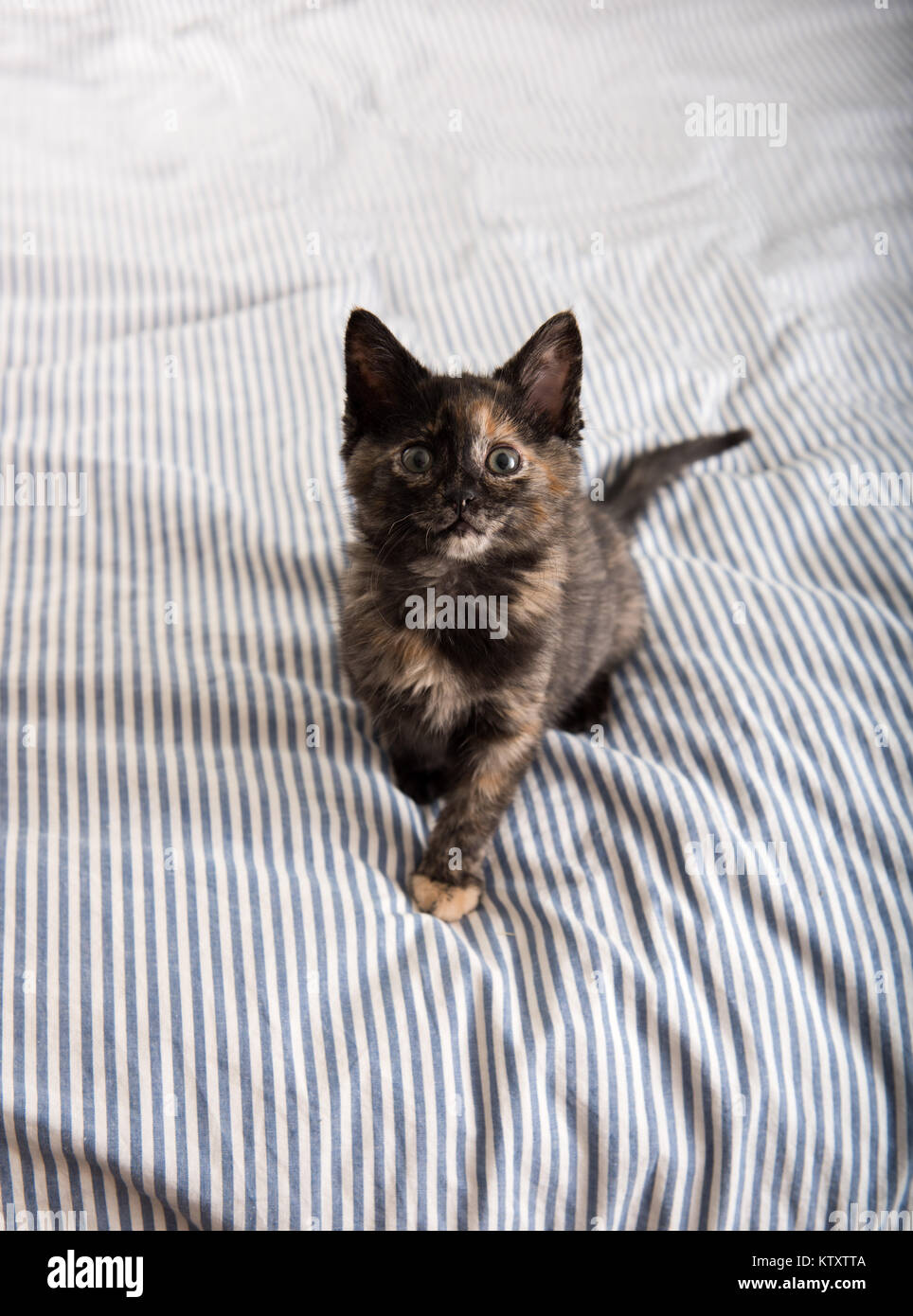 Tiny Adorable del guscio di tartaruga gattino seduto sul letto con striping Foto Stock