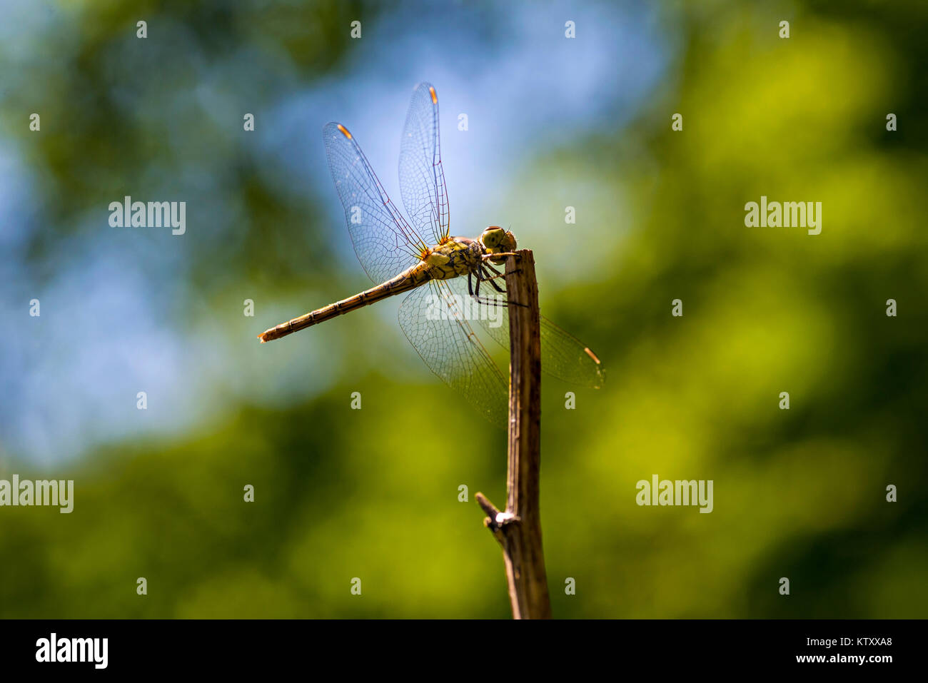 Dragonfly sul ramo in un selvaggio su sfondo verde Foto Stock