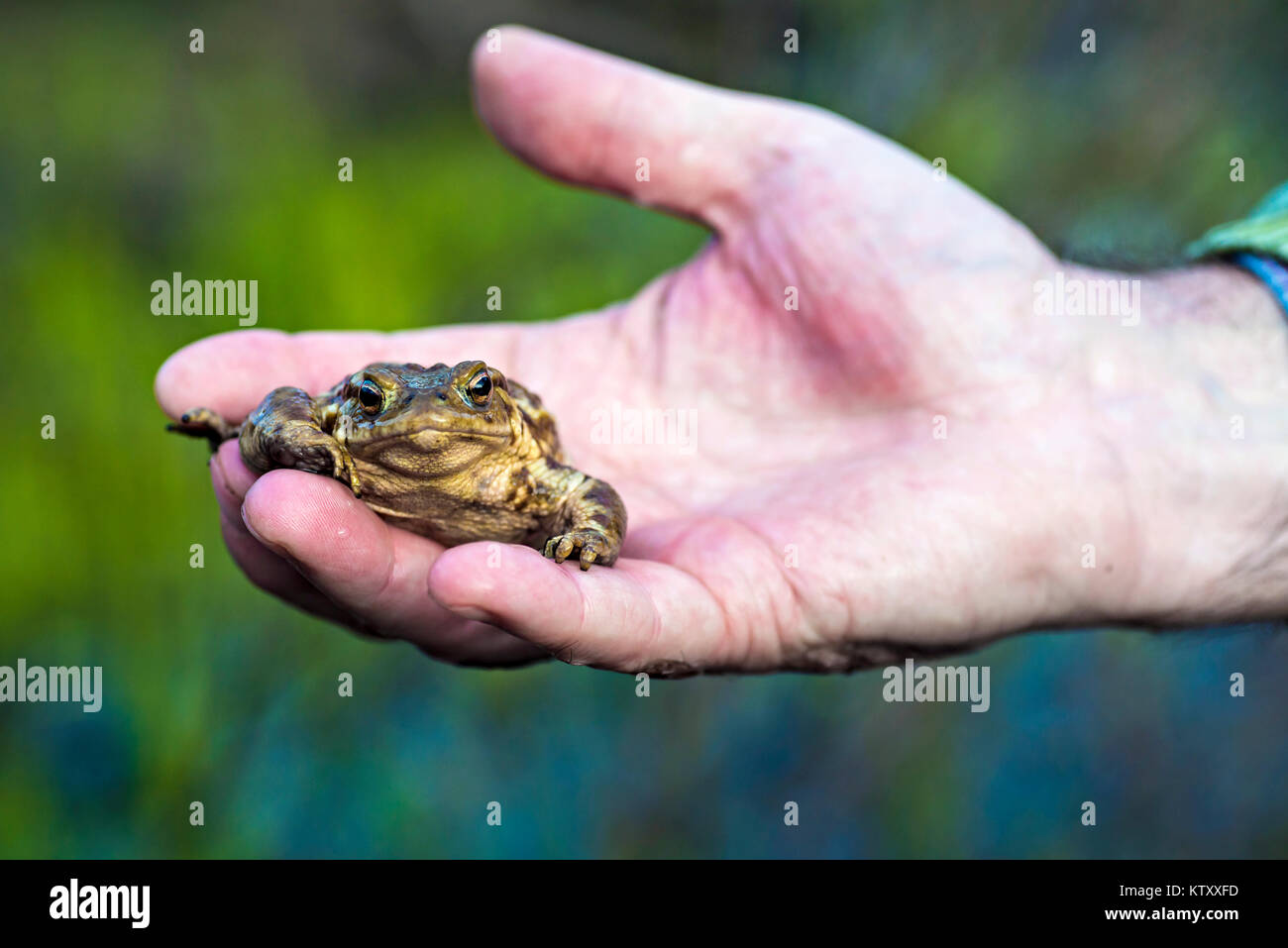 Piccola rana nella mano umana Foto Stock