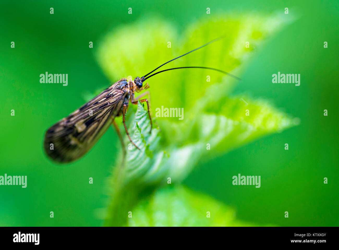 Piccolo bug su una foglia verde della foresta Foto Stock