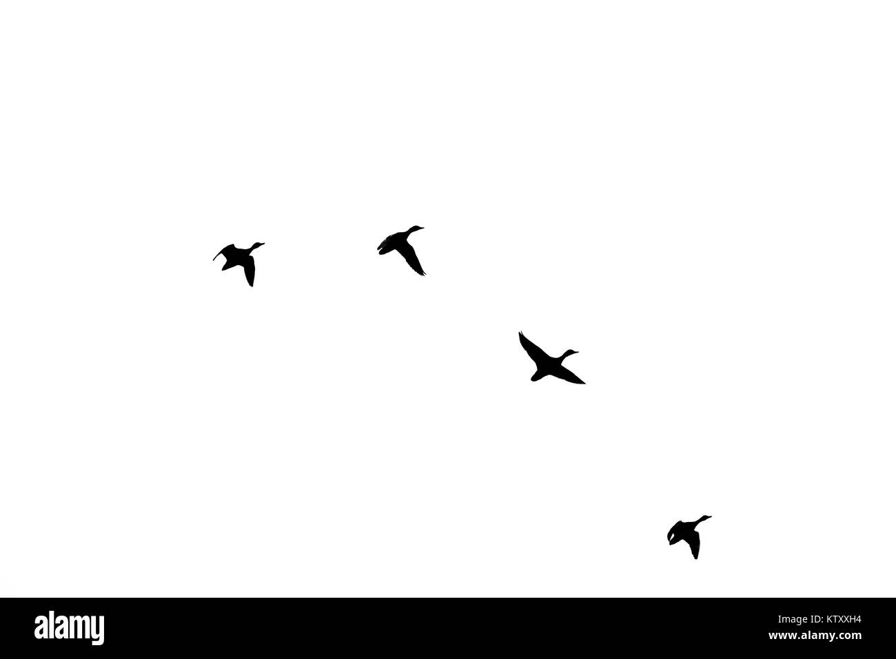 Silhouette di anatre in volo in una formazione durante la migrazione Foto Stock