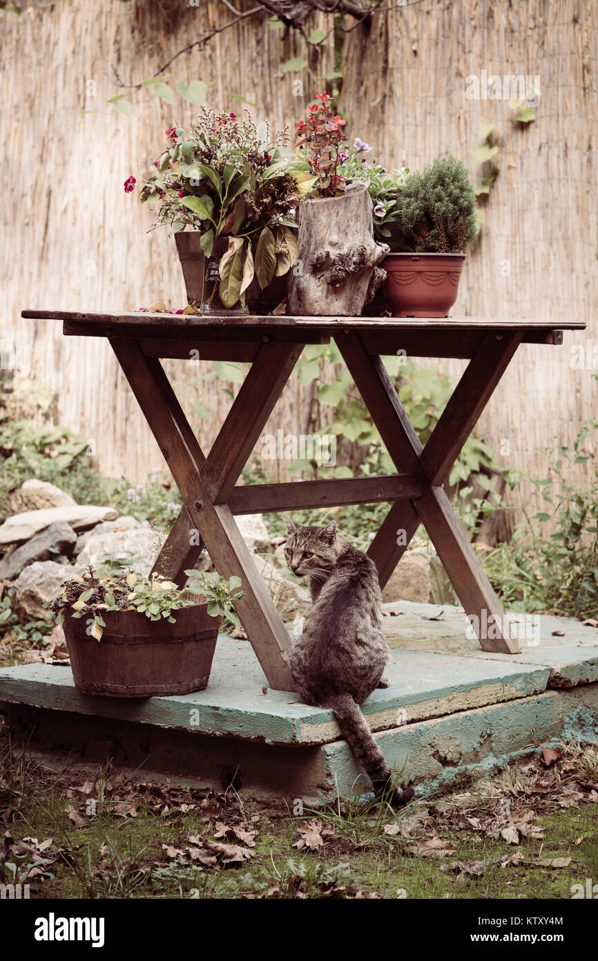 Effetto Vintage foto di un gatto sotto il tavolo di legno in giardino rustico Foto Stock
