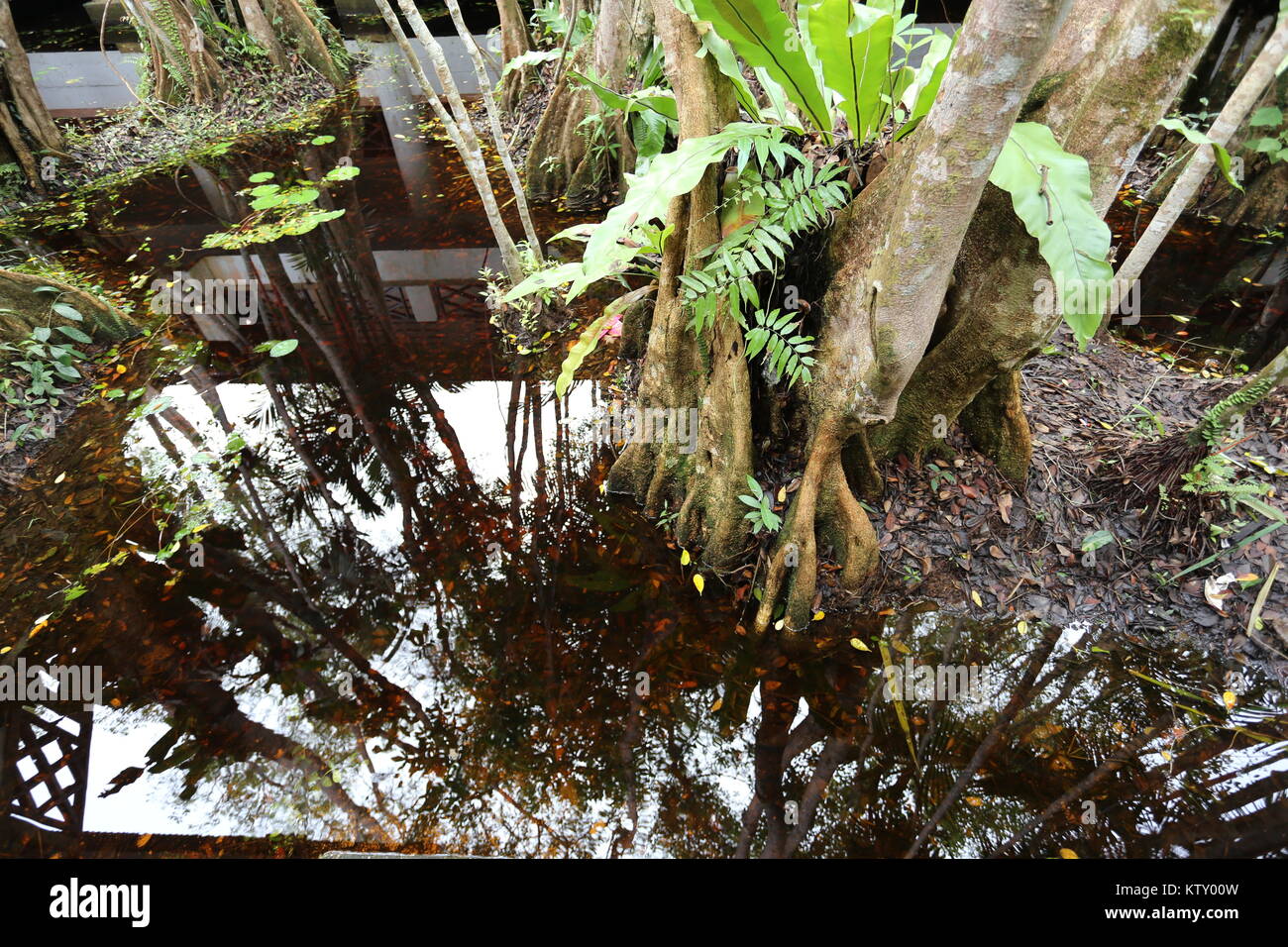 Il Sirindhorn Centro Studio aiuta a conservare il Sungai Kolok tropicale palude di torba, la più grande area di tale in Thailandia. Foto Stock