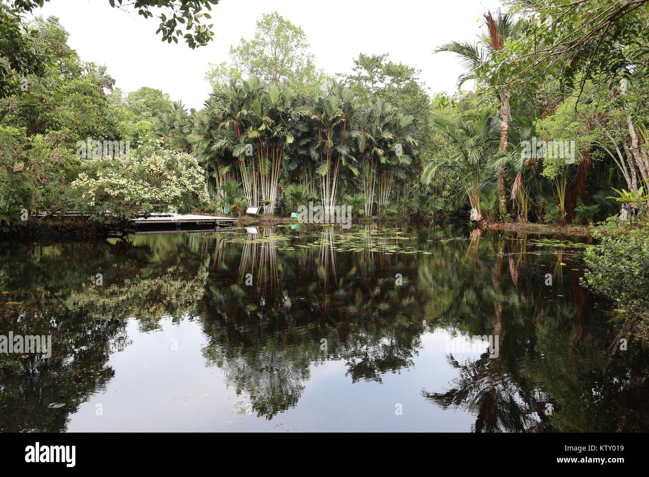Il Sirindhorn Centro Studio aiuta a conservare il Sungai Kolok tropicale palude di torba, la più grande area di tale in Thailandia. Foto Stock