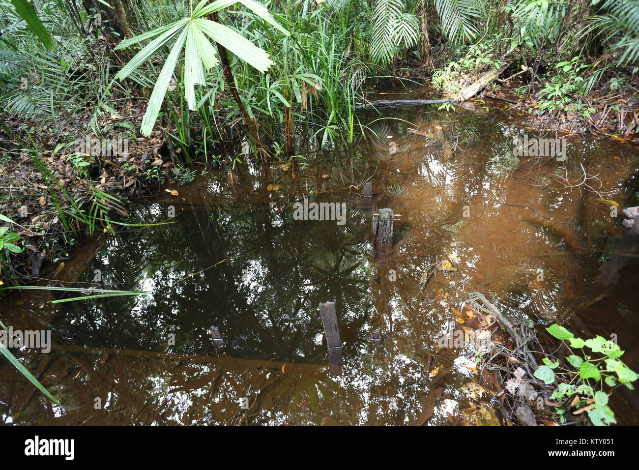 Il Sirindhorn Centro Studio aiuta a conservare il Sungai Kolok tropicale palude di torba, la più grande area di tale in Thailandia. Foto Stock