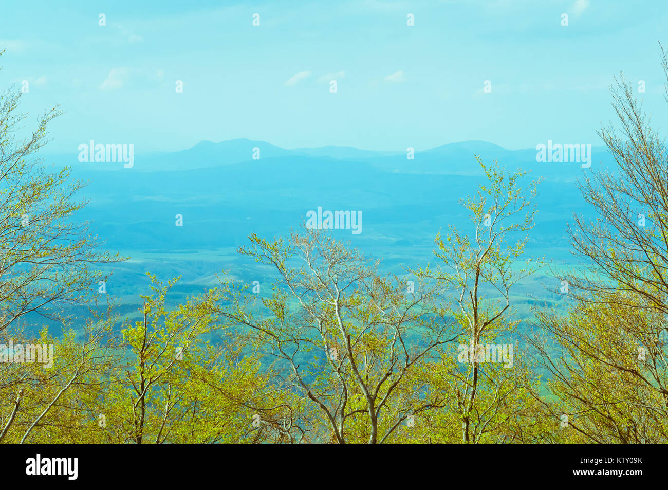 Decidui foresta di faggio vista in primavera, paesaggio forestale Foto Stock Decidui foresta di faggio vista in primavera, paesaggio forestale Foto Stock