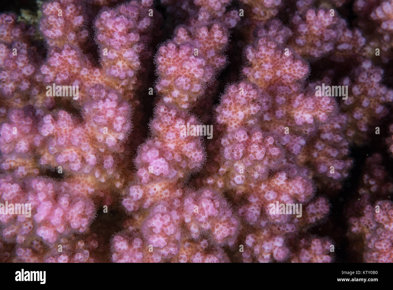 Dito di corallo, Pocillora damicornis, Pocilloporidae, Sahrm el-Sheik, Mar Rosso, Egitto Foto Stock