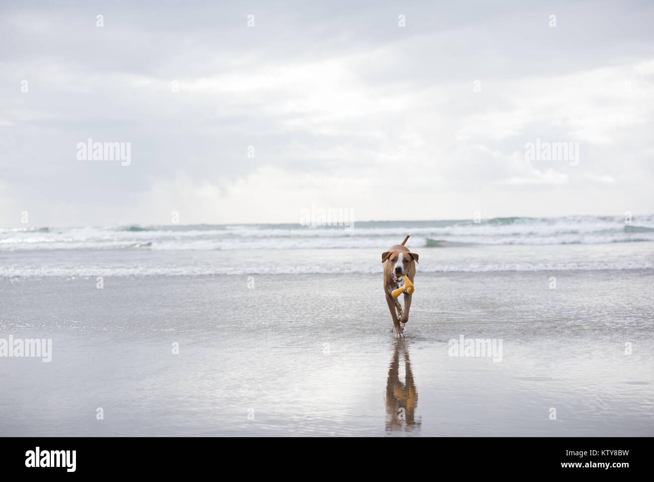 I giovani di colore fulvo cane che corre lungo l'acqua su Oregon Coast Foto Stock