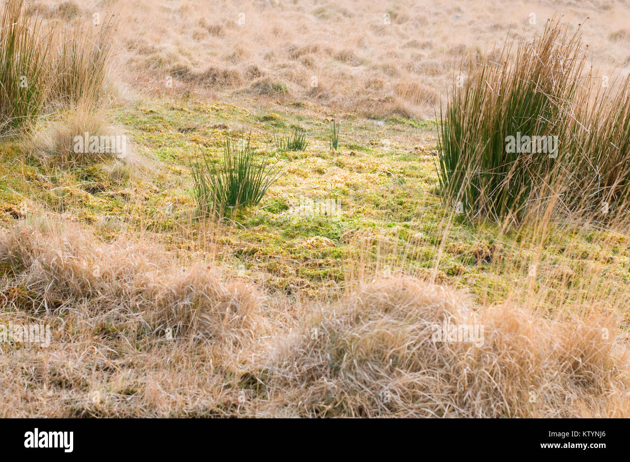 Bog piante erbacee e graminacee a Dartmoor Foto Stock
