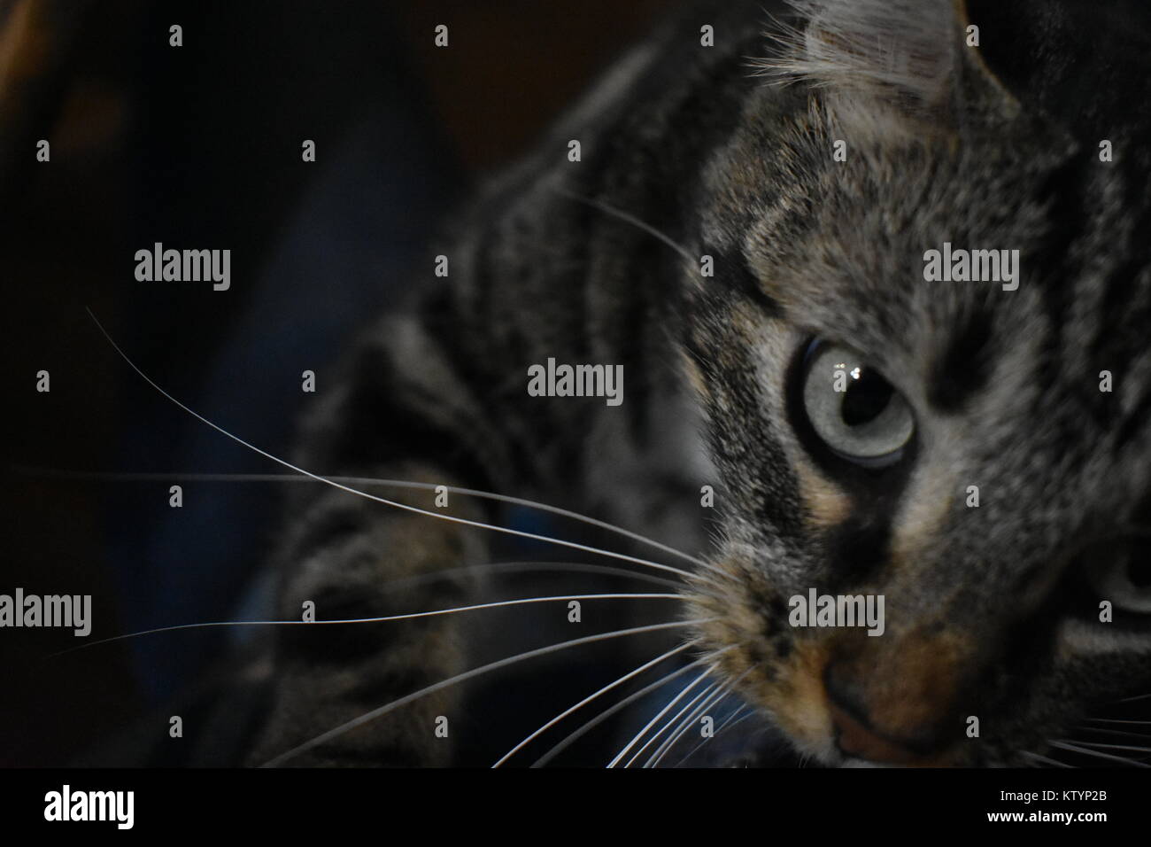 Carino tabby gatto con gli occhi verdi e lunghi baffi Foto Stock