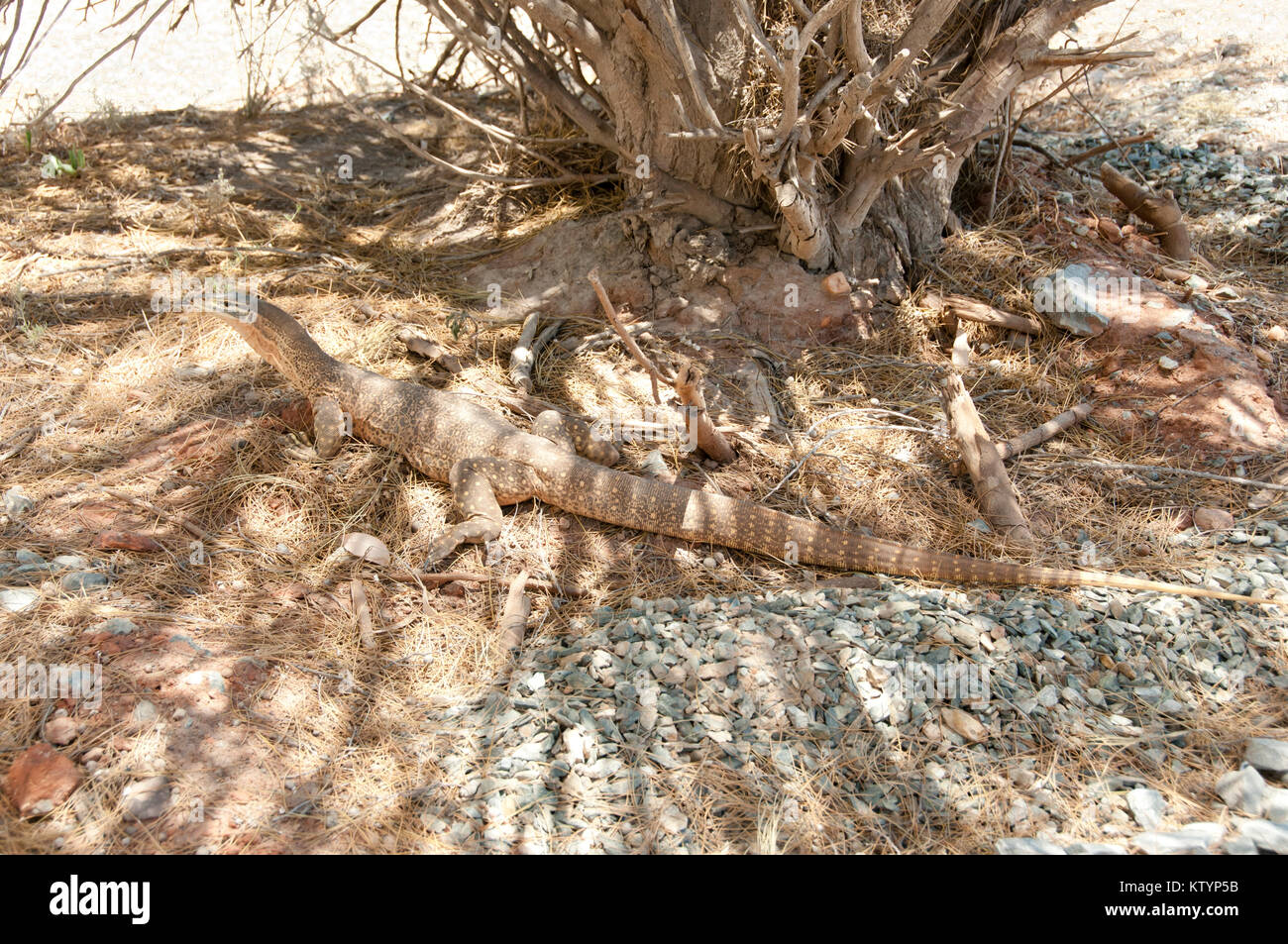 Sabbia Goanna (Bungarra) Foto Stock