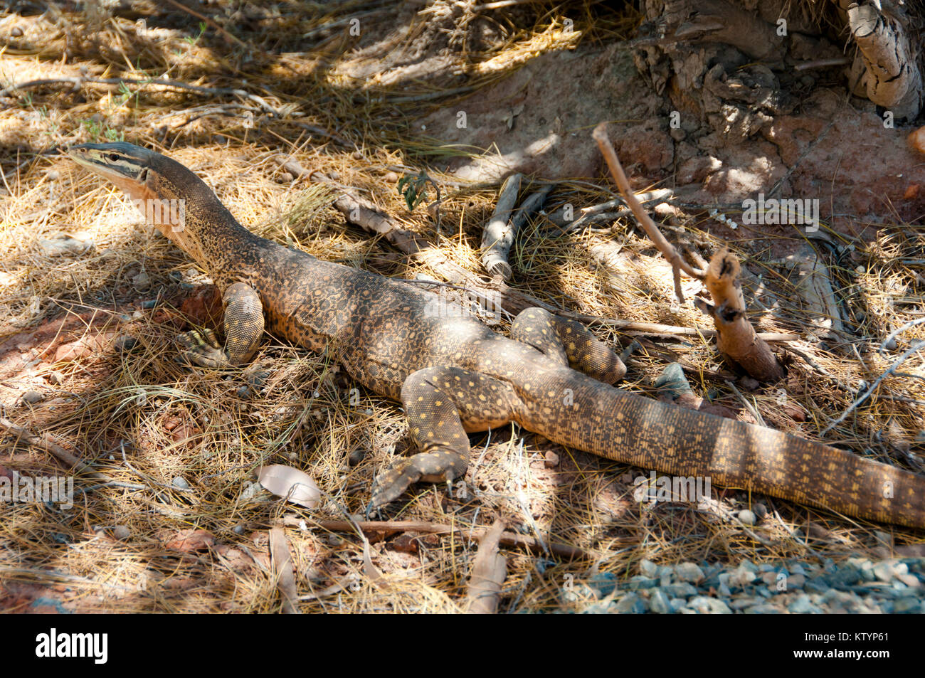 Sabbia Goanna (Bungarra) Foto Stock