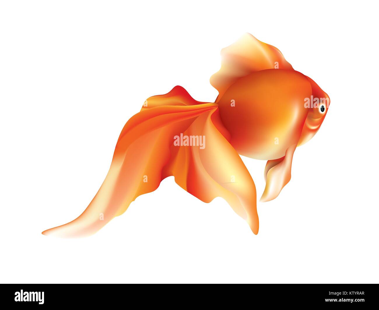 Bellissimi pesci rossi su sfondo bianco Illustrazione Vettoriale