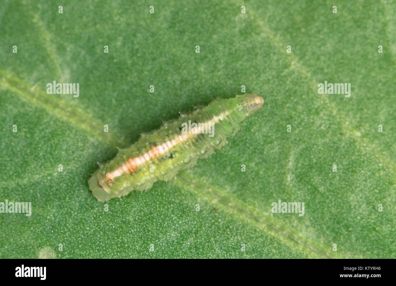 Hover fly larva (Syrphidae) - un predatore di afide Foto Stock