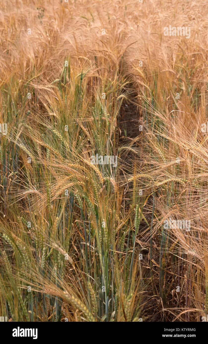 Raccolto di orzo, Australia Foto Stock