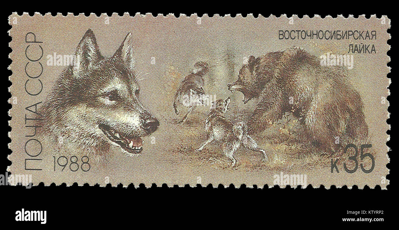 Unione Sovietica - timbro stampato in1988, serie cani da caccia, East Siberian Laika Foto Stock