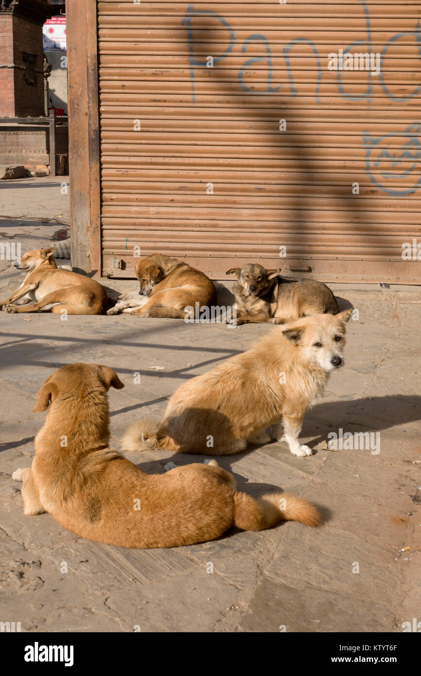 I cani di strada del posticipo al sole a Kathmandu in Nepal Foto Stock