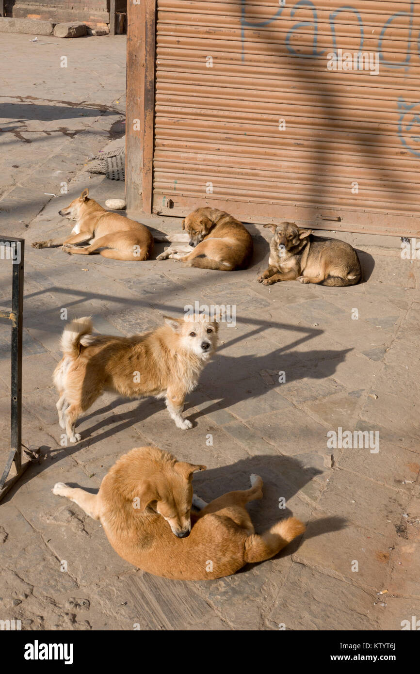 I cani di strada del posticipo al sole a Kathmandu in Nepal Foto Stock