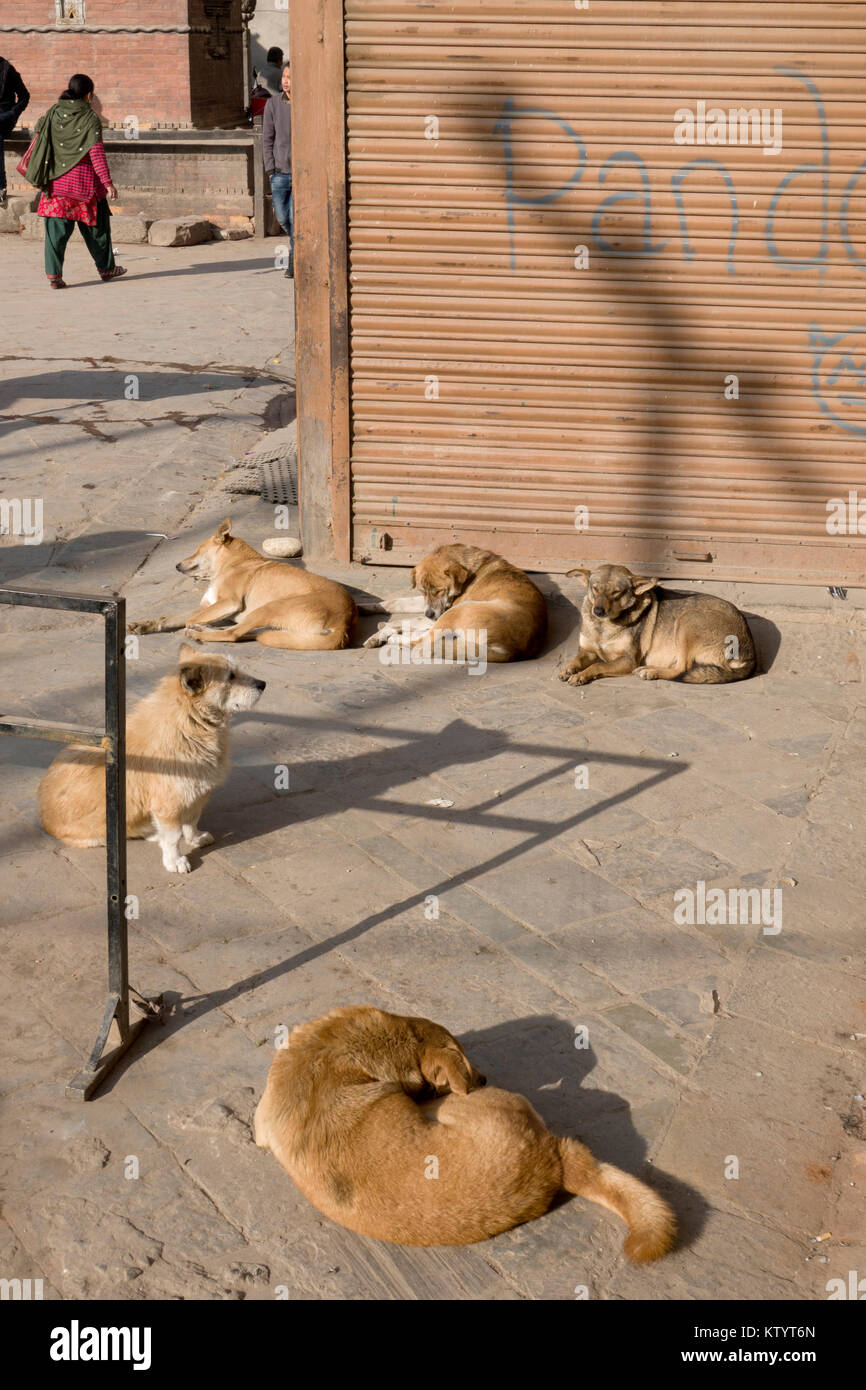 I cani di strada del posticipo al sole a Kathmandu in Nepal Foto Stock