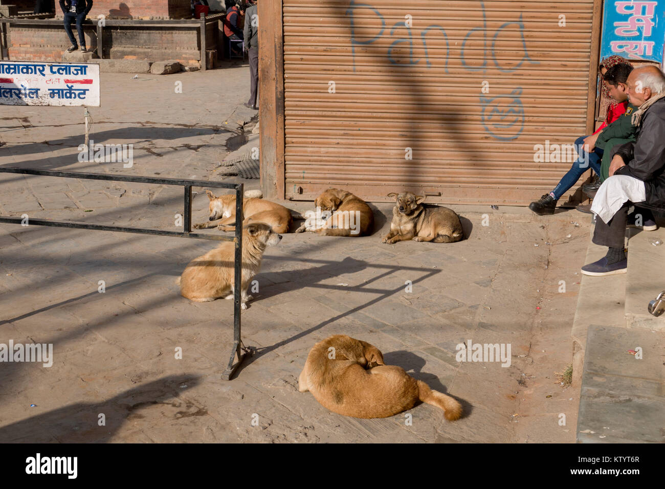 I cani di strada del posticipo al sole a Kathmandu in Nepal Foto Stock