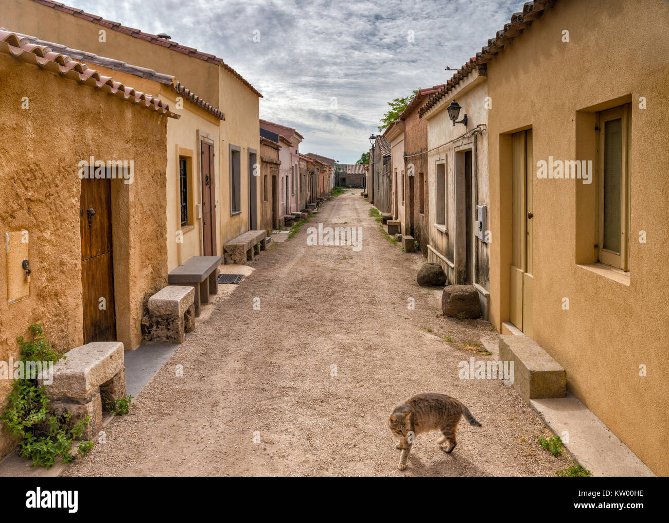Lonely cat lungo la strada in un villaggio abbandonato la maggior parte dell'anno, di San Salvatore Sinis, comune di Cabras, Sardegna, Italia Foto Stock