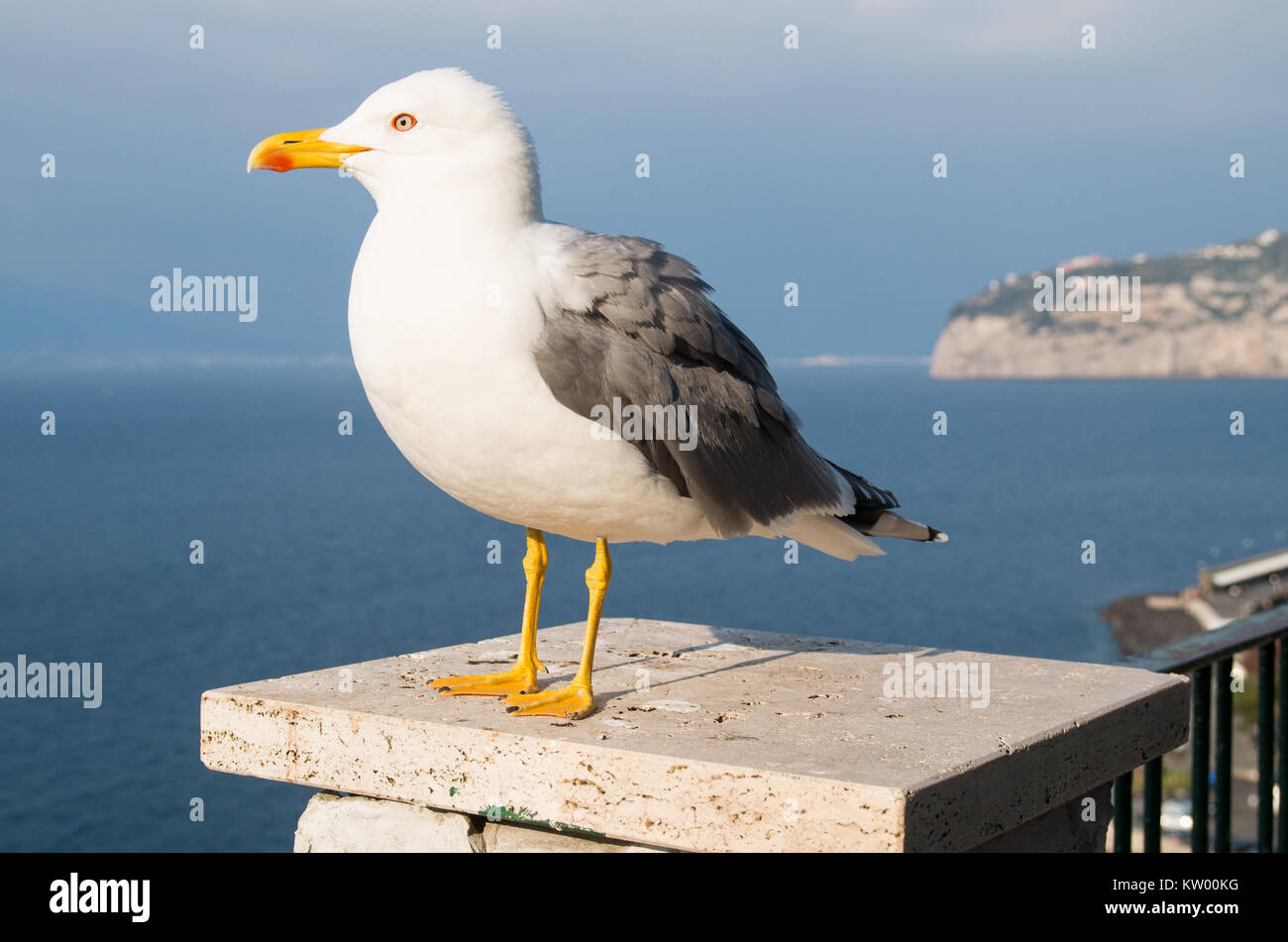 Una chiusura di un gabbiano aringhe in piedi su un post con lo sfondo del golfo di Napoli e della costa rocciosa. Foto Stock