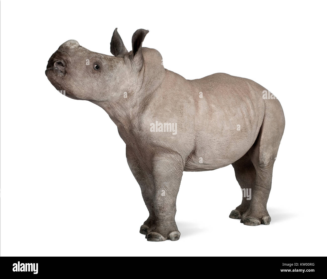 Giovani rinoceronte bianco o piazza a labbro - rinoceronte Ceratotherium simum (2 mesi) davanti a uno sfondo bianco Foto Stock