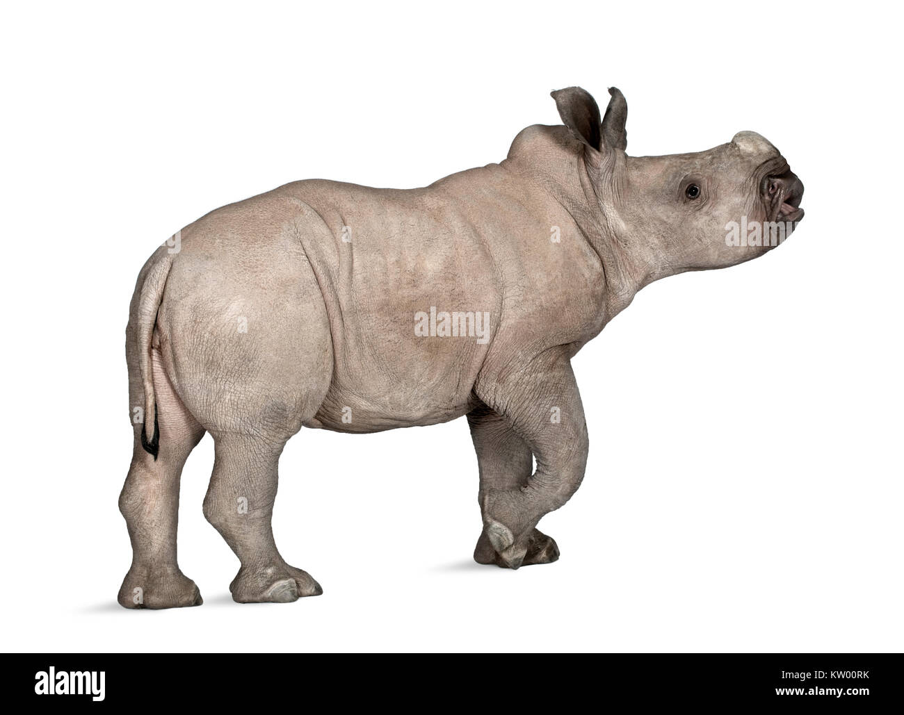 Giovani rinoceronte bianco o piazza a labbro - rinoceronte Ceratotherium simum (2 mesi) davanti a uno sfondo bianco Foto Stock