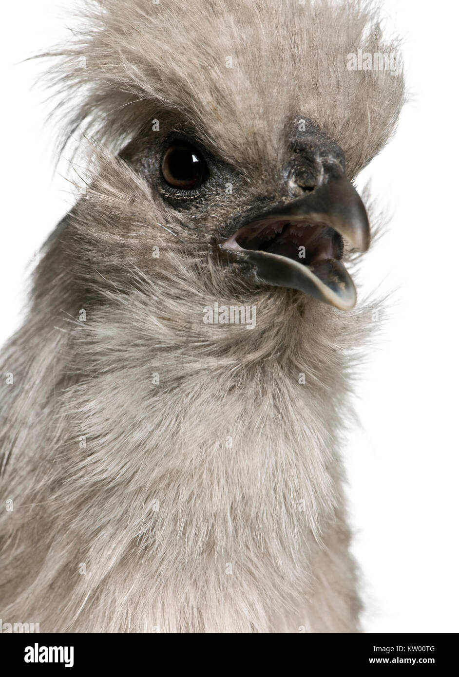 Grigio Silkie hen, 1 anno di età, in piedi di fronte a uno sfondo bianco Foto Stock