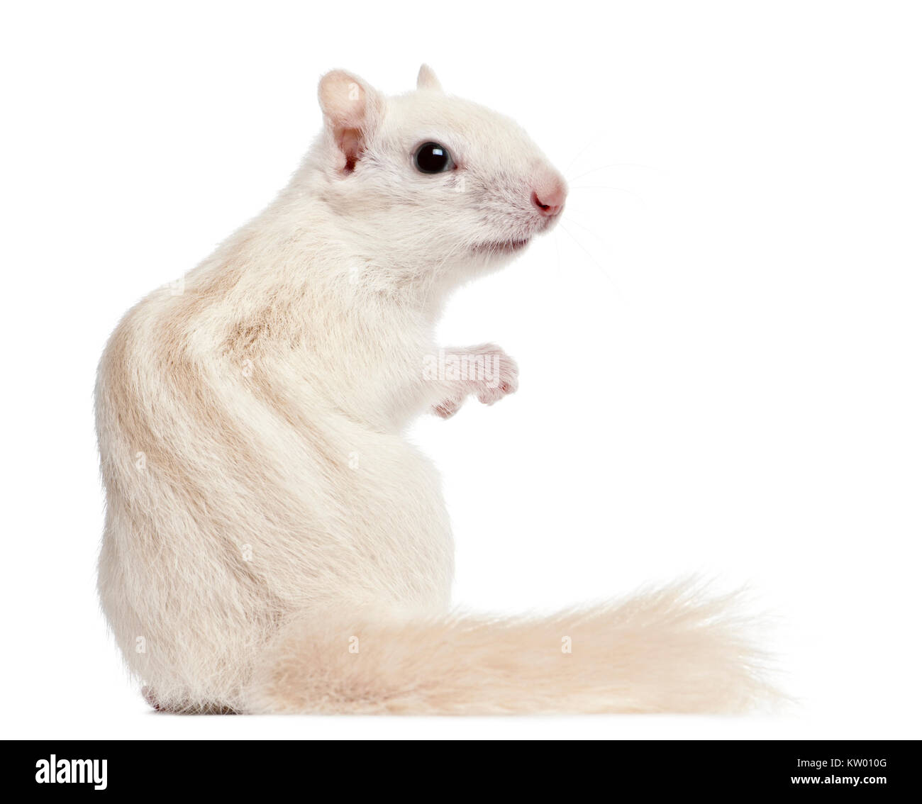 Scoiattolo striado orientale, Tamias striatus, 2 anni, di fronte a uno sfondo bianco Foto Stock