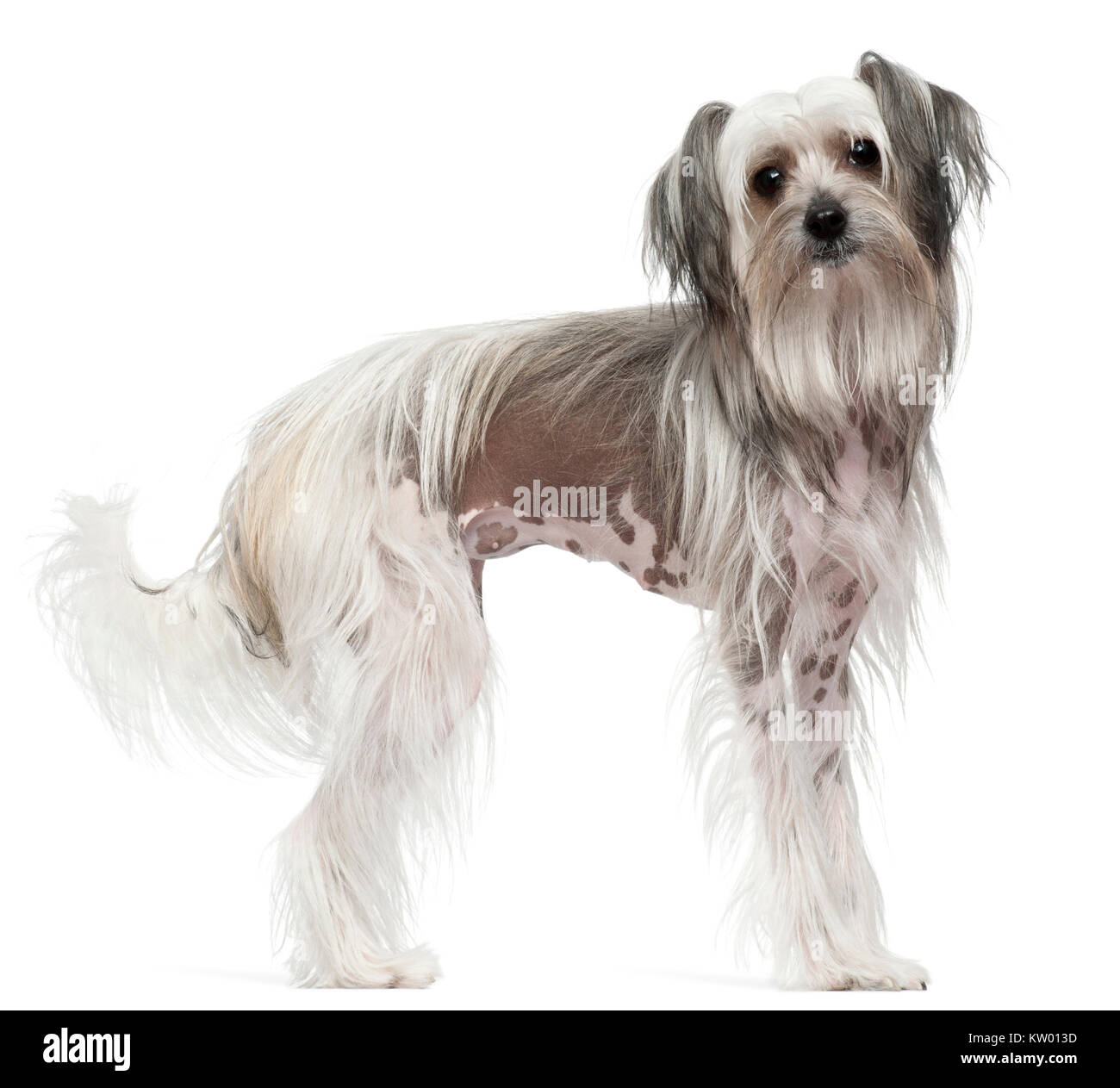 Chinese Crested Dog, 11 mesi, in piedi di fronte a uno sfondo bianco Foto Stock