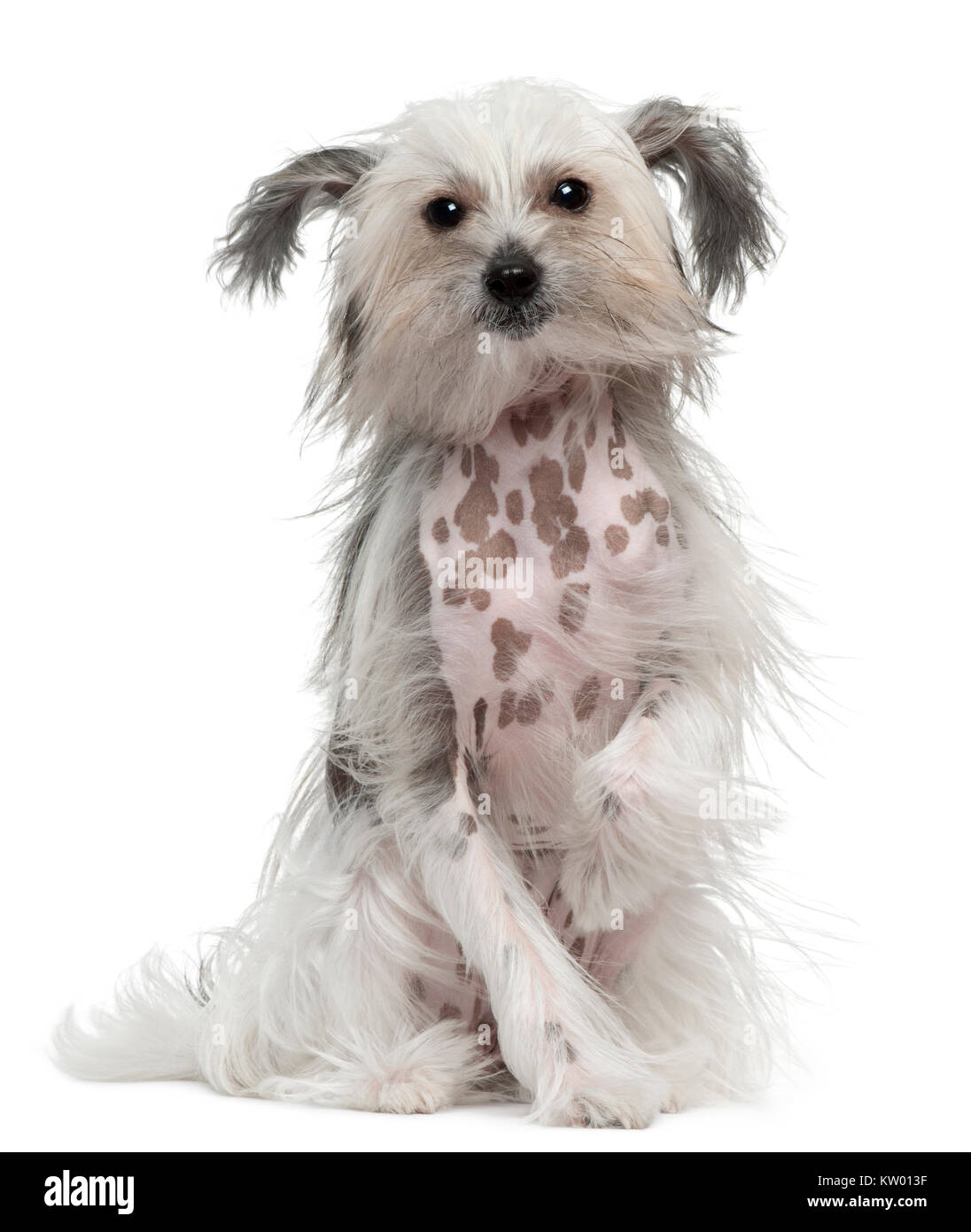 Chinese Crested Dog con capelli battente, 11 mesi, seduto di fronte a uno sfondo bianco Foto Stock