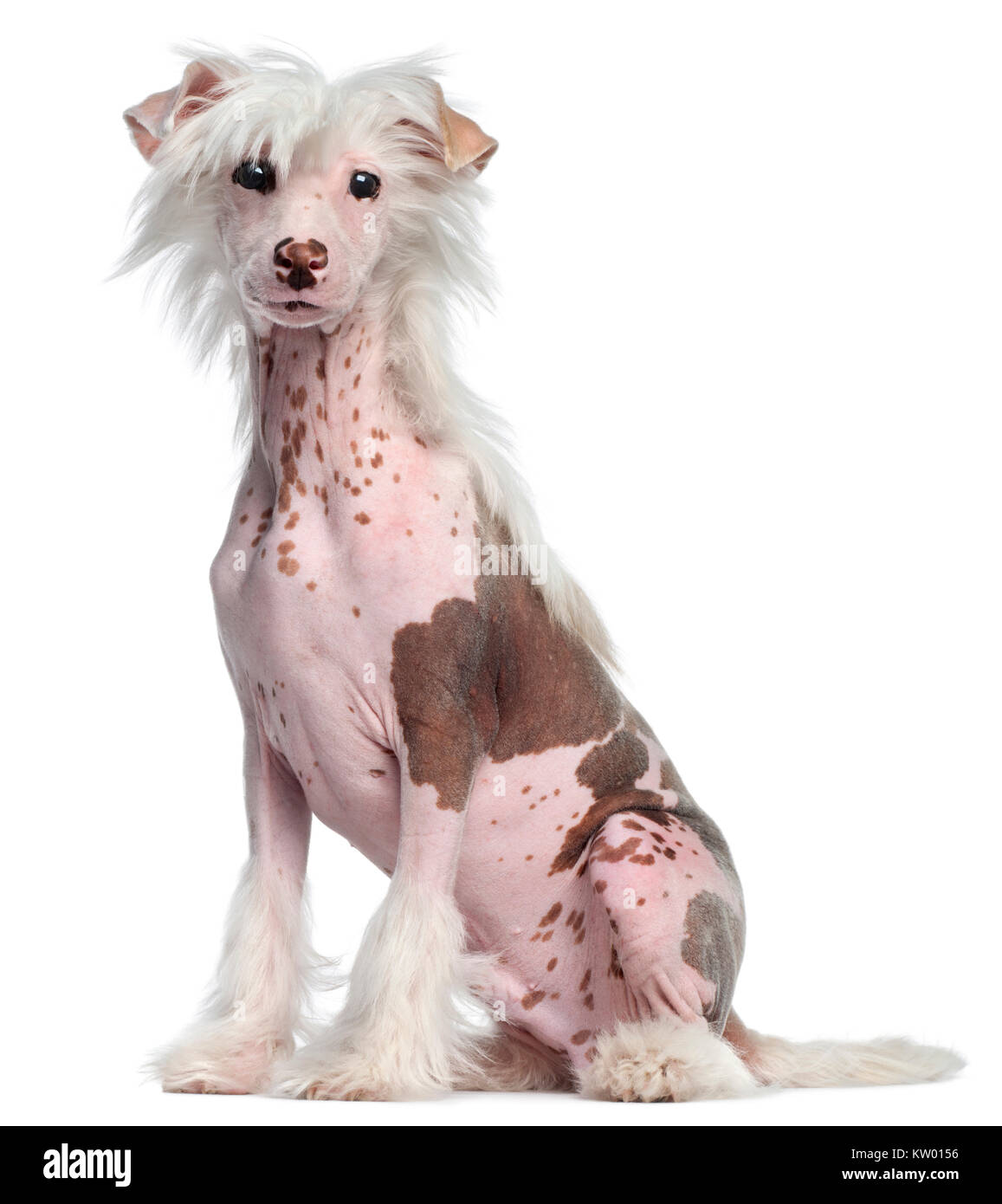 Chinese Crested dog, 4 mesi di età, seduto di fronte a uno sfondo bianco Foto Stock