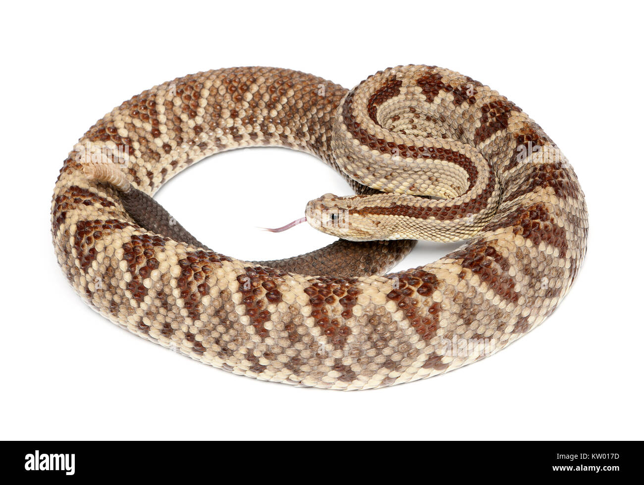 Sud Americana rattlesnake - Crotalus durissus, velenosi, sfondo bianco Foto Stock