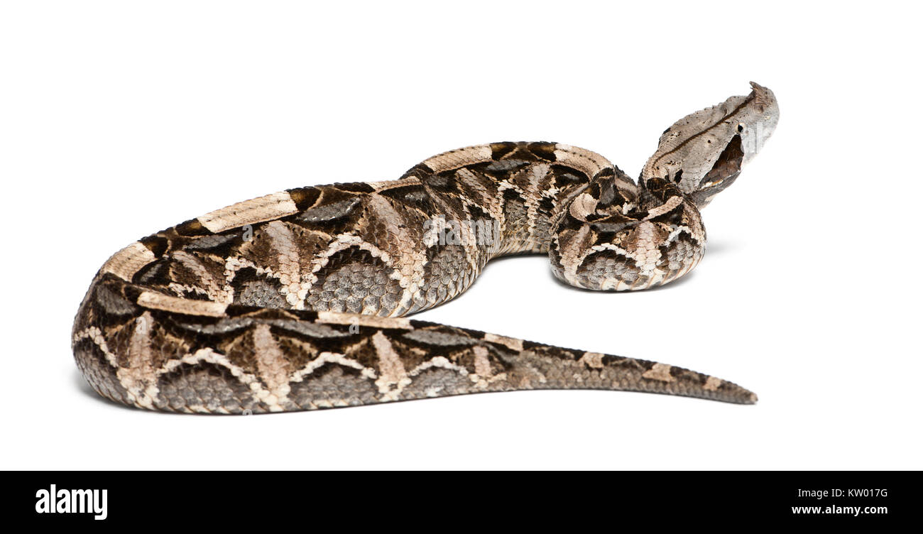 Gaboon viper - Bitis gabonica, velenosi, sfondo bianco Foto Stock