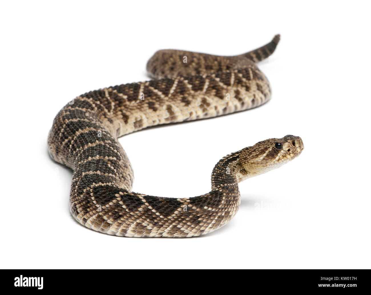 Eastern diamondback rattlesnake - Crotalus adamanteus , velenosi, sfondo bianco Foto Stock