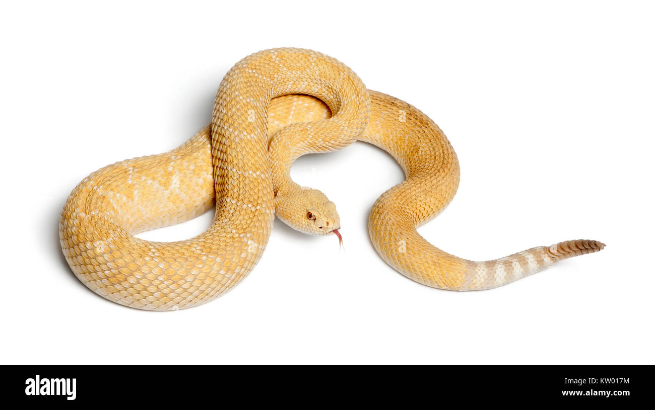 Gli albini western diamondback rattlesnake - Crotalus atrox, velenosi, sfondo bianco Foto Stock