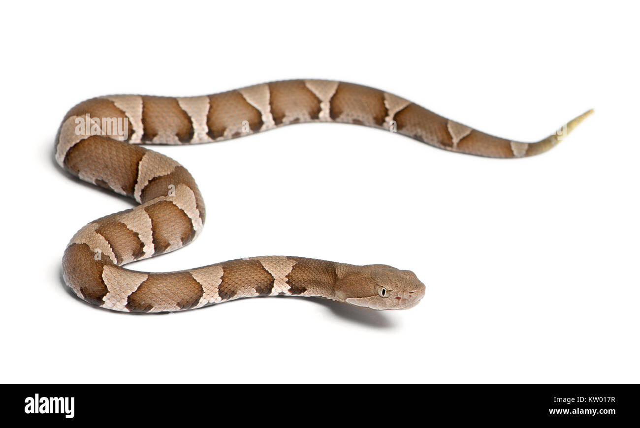 Giovani Copperhead snake o highland mocassino - Agkistrodon contortrix(velenosi) Foto Stock