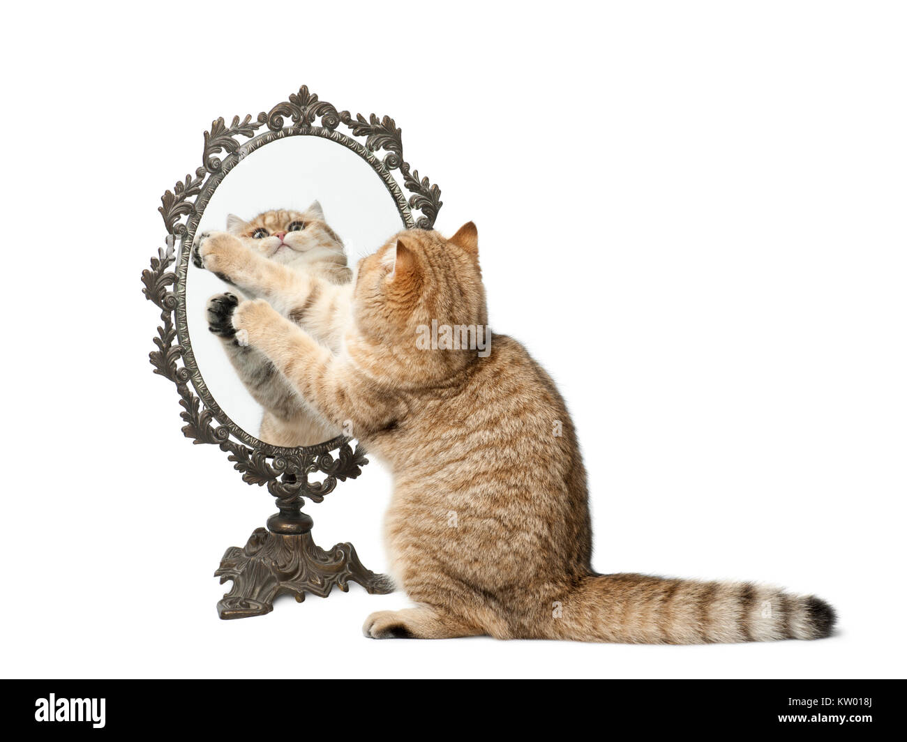 Golden ombreggiato British Shorthair, 7 mesi di età, giocando con specchio contro uno sfondo bianco Foto Stock