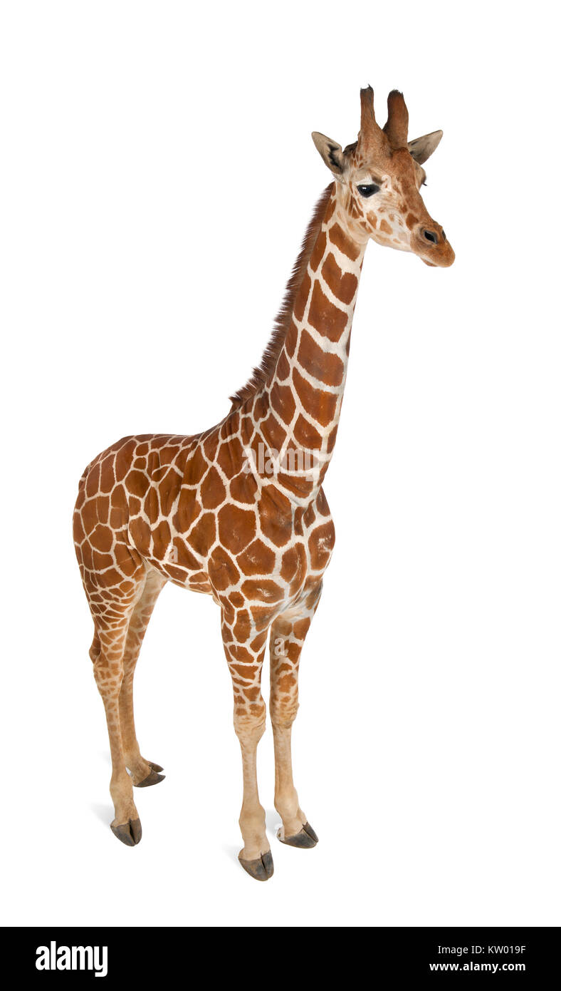 Angolo di Alta Vista della giraffa somala, comunemente noto come giraffe reticolate, Giraffa camelopardalis reticulata, 2 anni e mezzo in piedi contro w Foto Stock