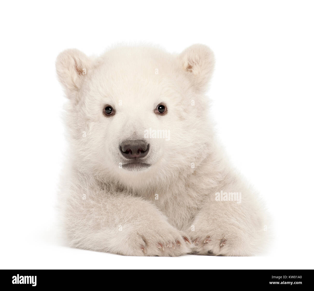 Polar Bear Cub, Ursus maritimus, 3 mesi di età, che giace contro uno sfondo bianco Foto Stock