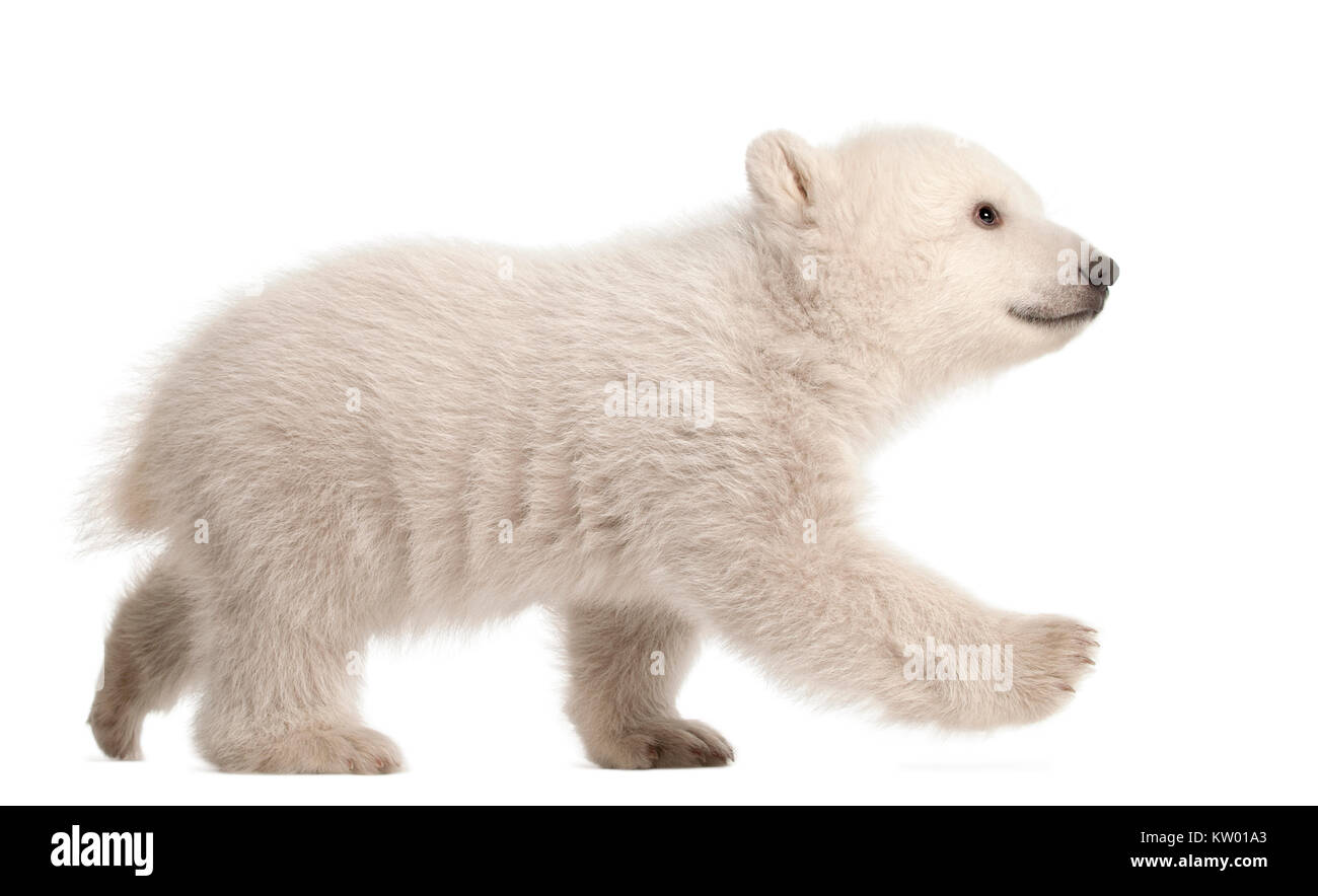 Polar Bear Cub, Ursus maritimus, 3 mesi di età, passeggiate contro uno sfondo bianco Foto Stock